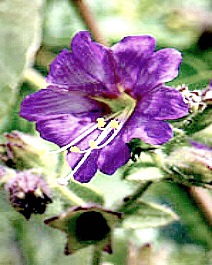 Mirabilis Californica