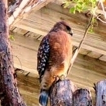 Cooper's Hawk | Accipiter cooperii