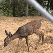 Baby Mule Deer sighted at Lake Hollywood