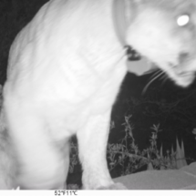 Our grand feline makes his rounds in Hollywoodland. This camera trap image, submitted by George Clark was 3/7/21 around 9:30 PM.