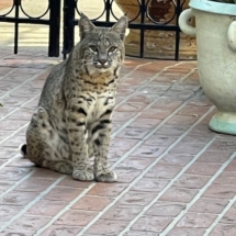 Bobcat on Beachwood Drive