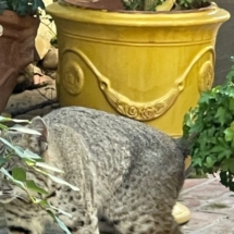 Bobcat on Beachwood Drive